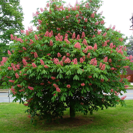   -  Aesculus carnea Briotii  